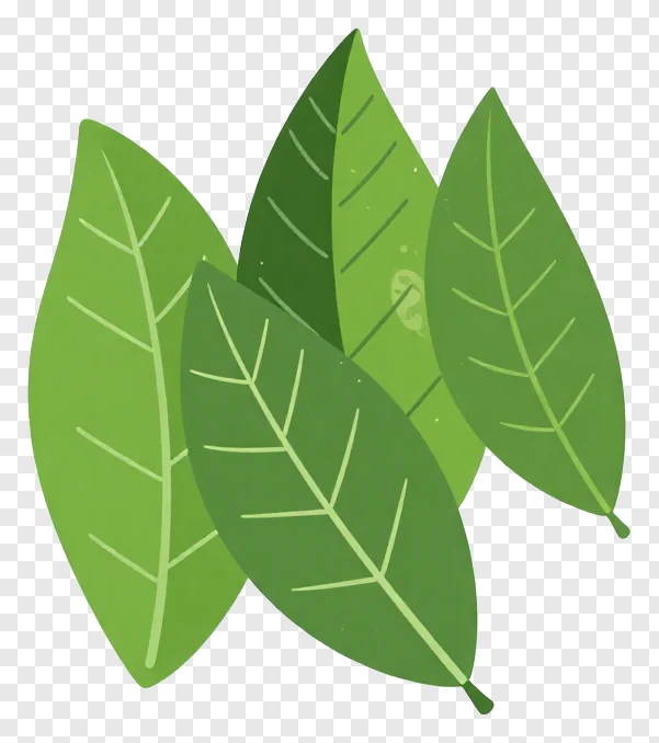 Five mango leaves clustered together in a natural arrangement.
