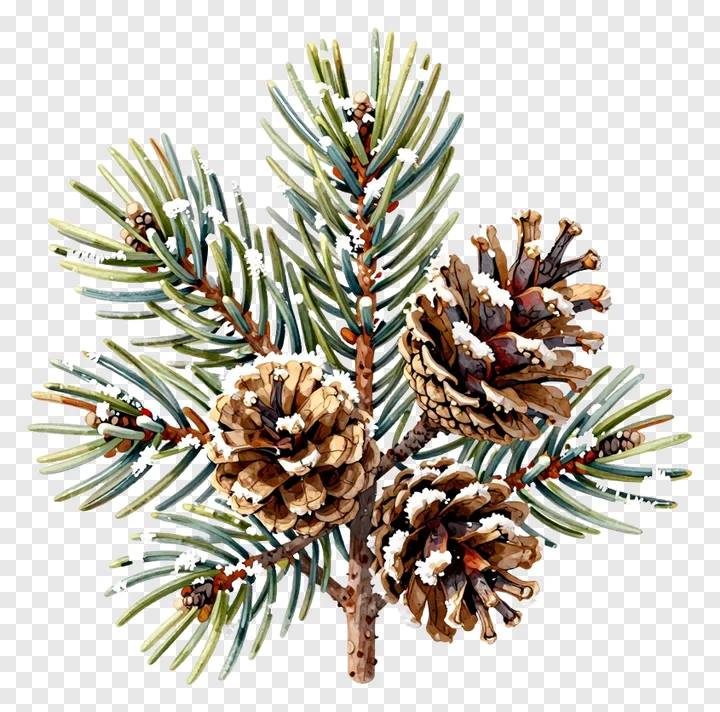 A watercolor pine branch with snow-covered pinecones.