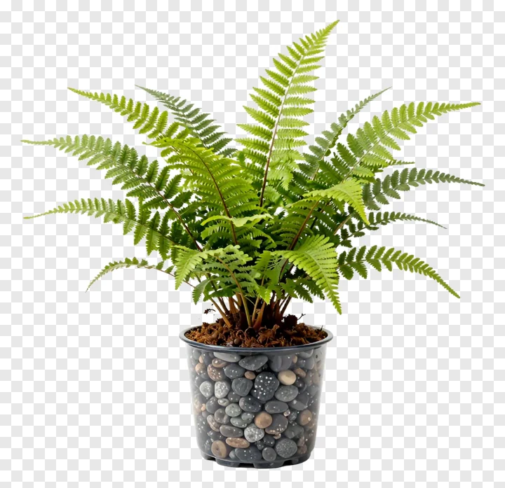 A potted fern with decorative stones in the container.