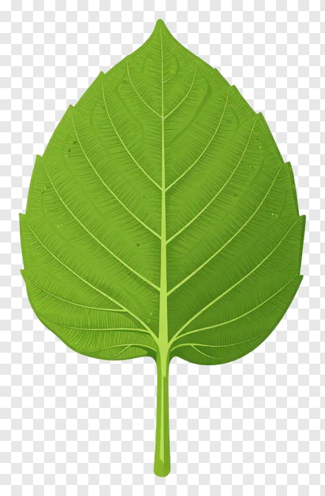Decorative turmeric leaf fan design.