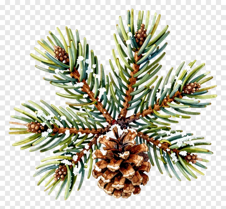 A watercolor pine branch with snow-covered pinecones.