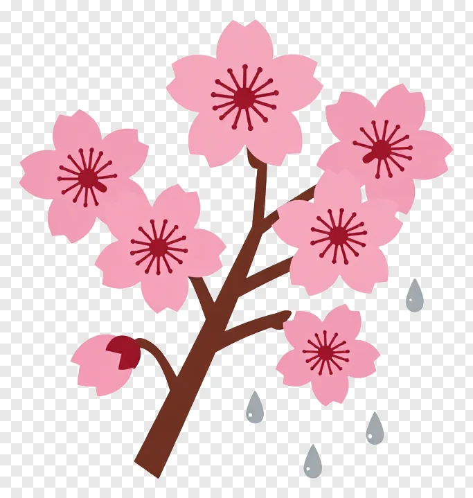 Cherry blossom branch with pink flowers and raindrops.