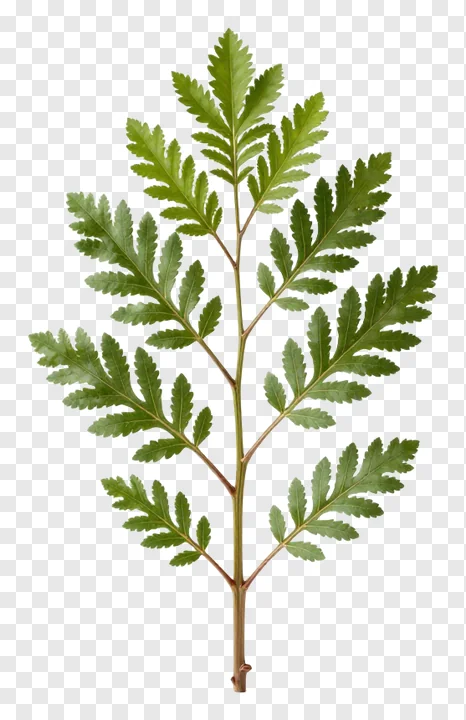 A green compound leaf branch with multiple leaflets.