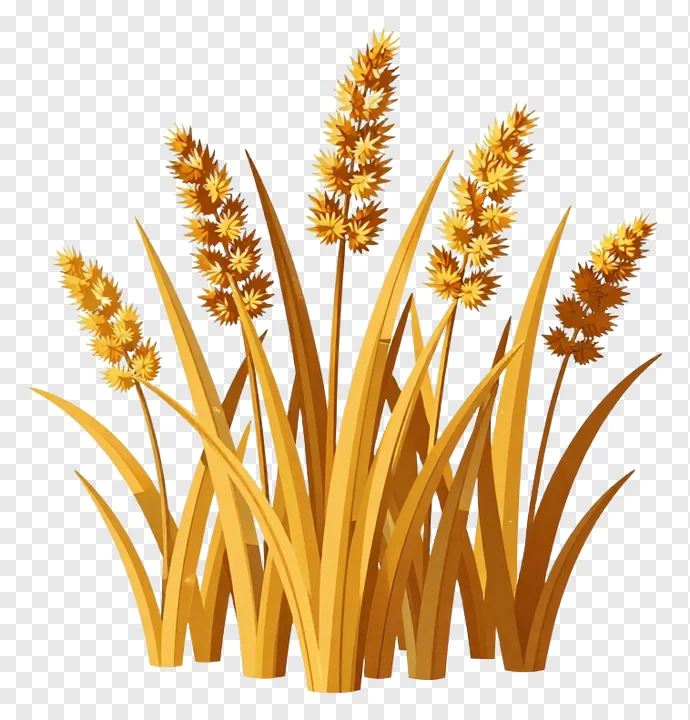 Golden kash grass with seed heads.