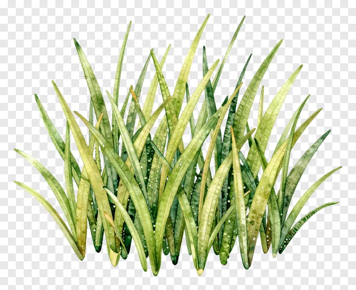 A watercolor painting of a kash grass clump.