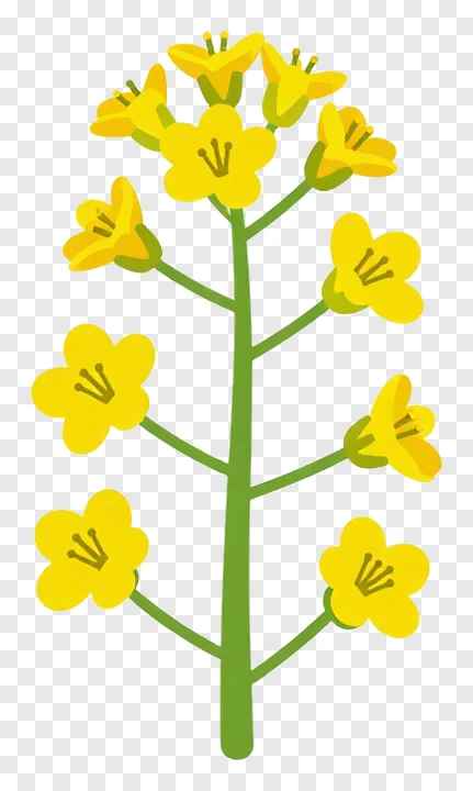 A cluster of mustard flowers on a green stem.
