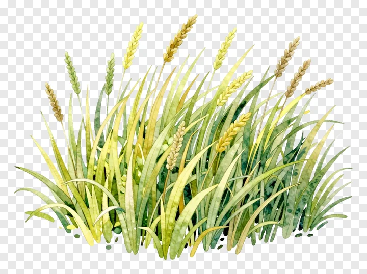A watercolor painting of kash grass with green and yellow blades.