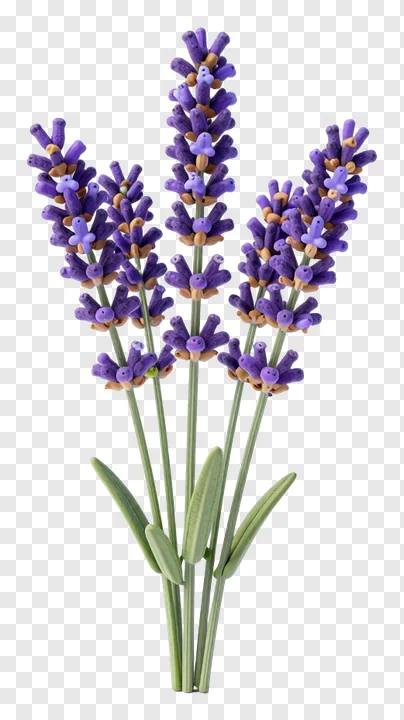A 3D-rendered bunch of purple lavender flowers.