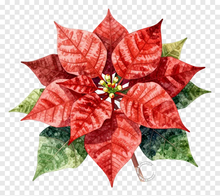 A red poinsettia flower with green leaves in watercolor style.
