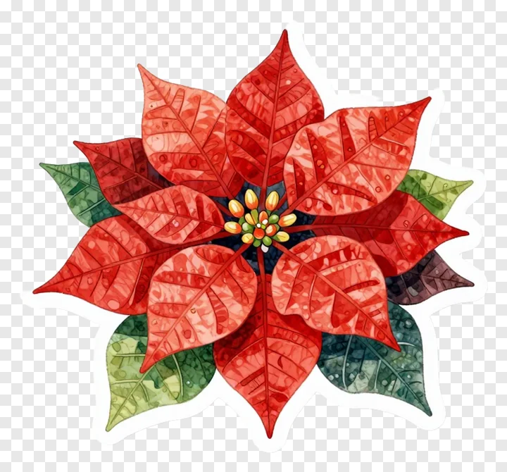 A red poinsettia flower with green leaves and dewdrop texture.
