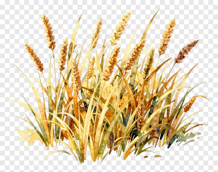 Watercolor painting of golden kash grass.