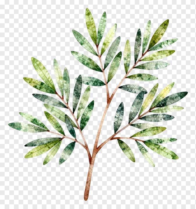 Watercolor illustration of an olive branch with green leaves.
