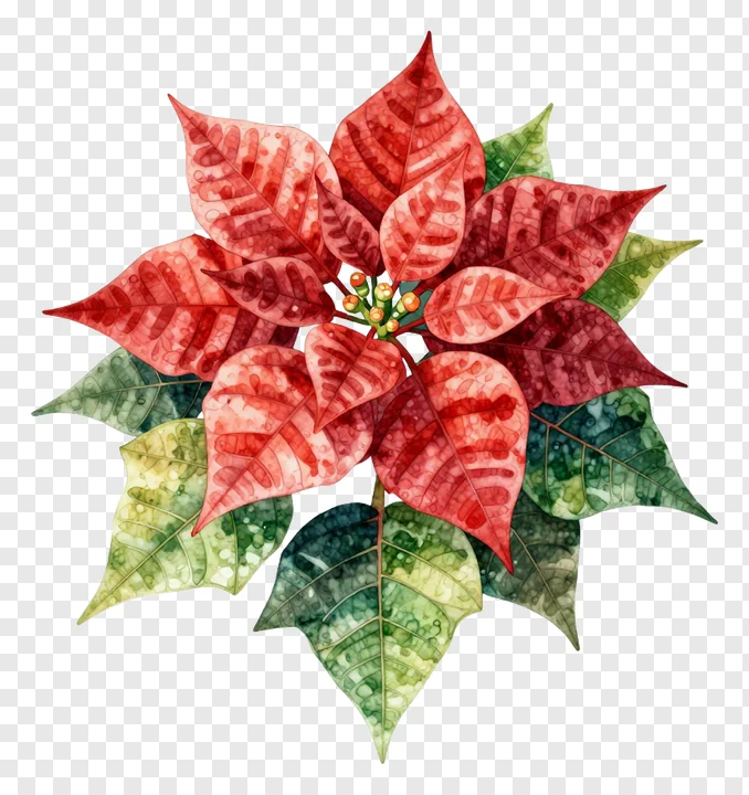 Watercolor painting of a poinsettia flower with textured leaves.