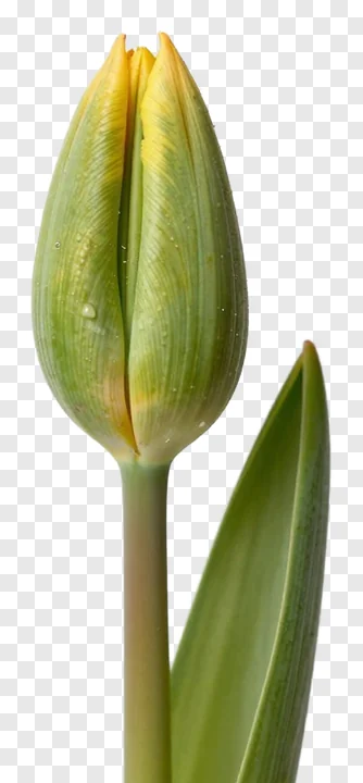 A yellow tulip bud about to bloom.