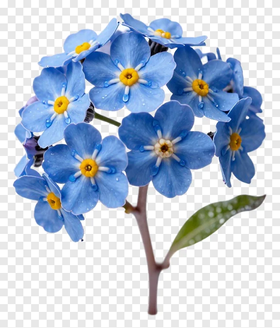 A cluster of blue forget-me-not flowers with yellow centers.