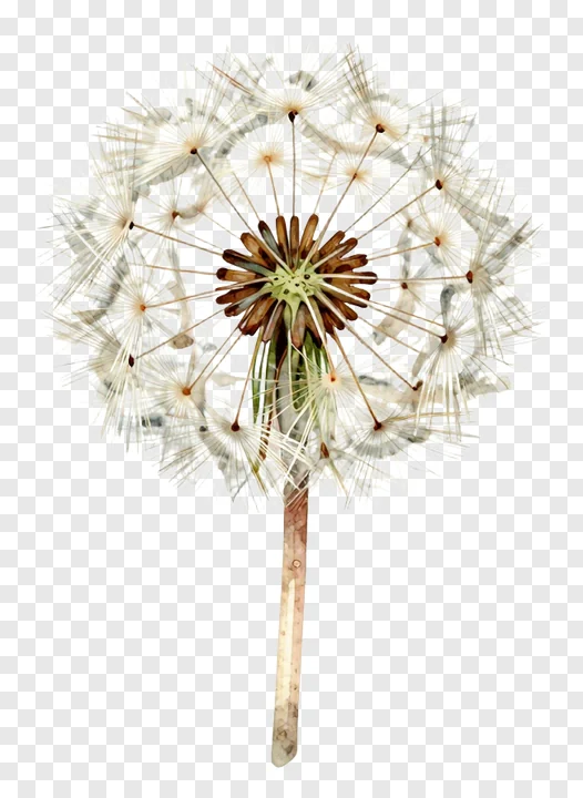 Dandelion seed head with glass marbled texture.