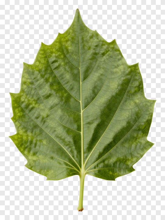 A green leaf with visible veins and serrated edges.
