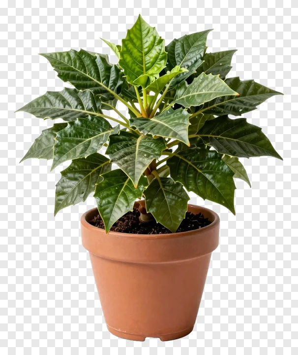 A potted green leafy plant in a terracotta pot.