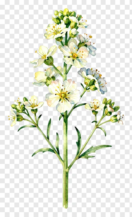 A watercolor drawing of white kash flowers with blue tints and green stems.