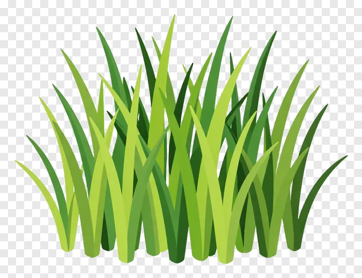 A clump of kash grass with blades in various directions.