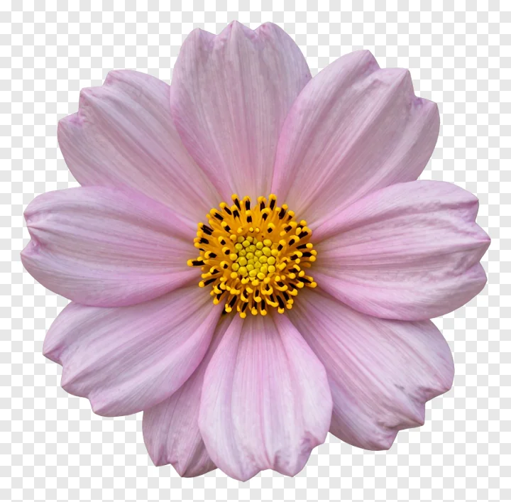 A pink cosmos flower with a yellow center.