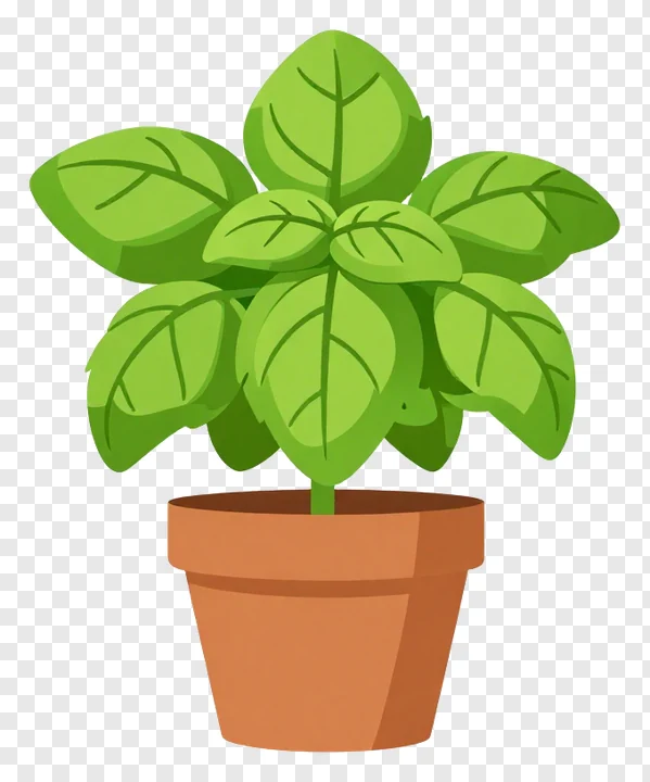 A potted basil plant with lush green leaves.