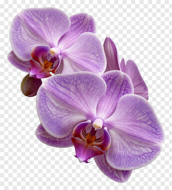 A purple butterfly orchid with detailed petals and a central column.