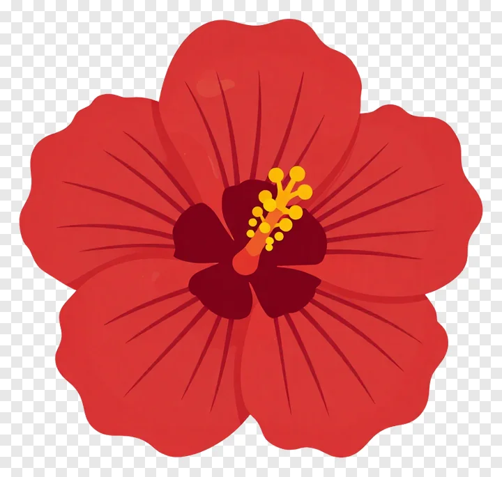 A red hibiscus flower with an amber center.