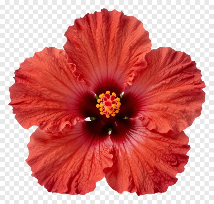 A red hibiscus flower with ruffled petals.