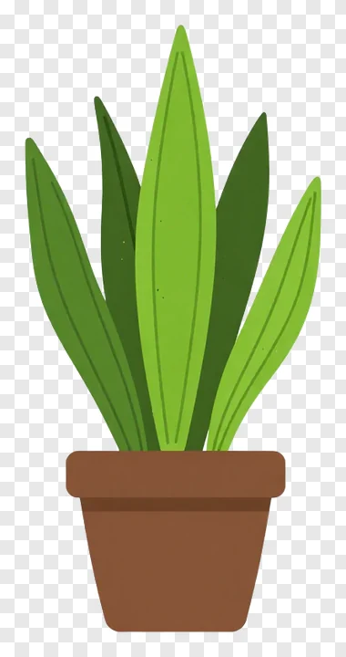 Snake plant in a brown pot with green leaves.