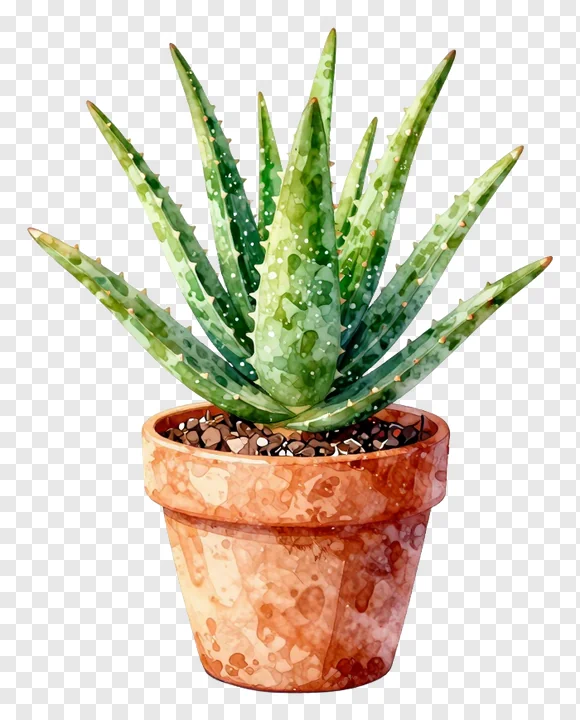 A potted aloe vera plant with green spiky leaves.