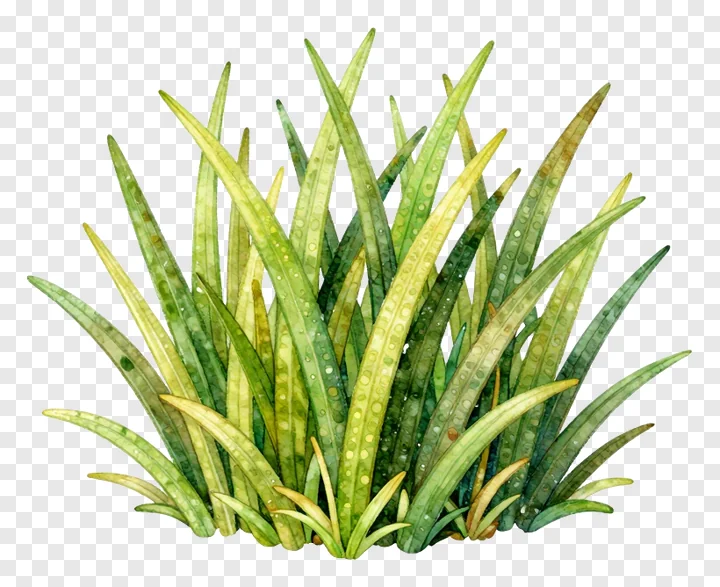 Watercolor illustration of grass with dew drops.