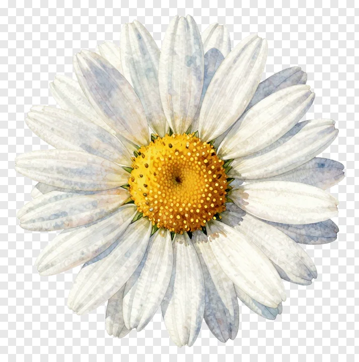 A white daisy with a yellow center.