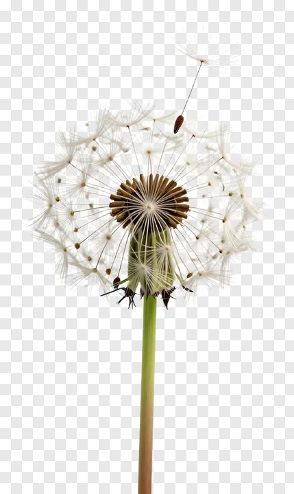 A dandelion seed floating away from its head.