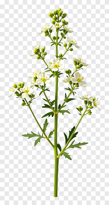 A plant with white flowers and green stems.
