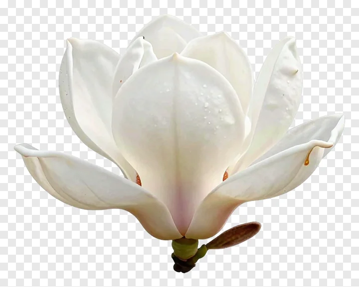 A white magnolia flower with dew drops.