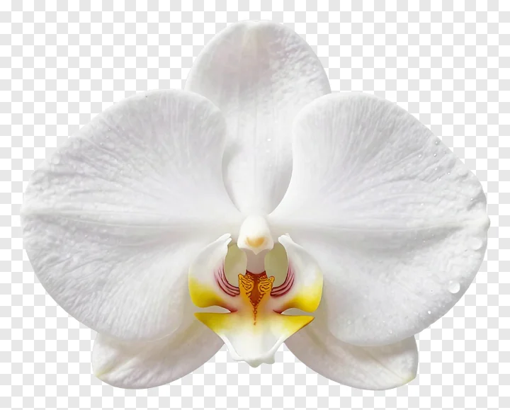 A white orchid blossom with yellow center.
