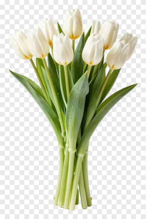A bouquet of white tulips with green stems.
