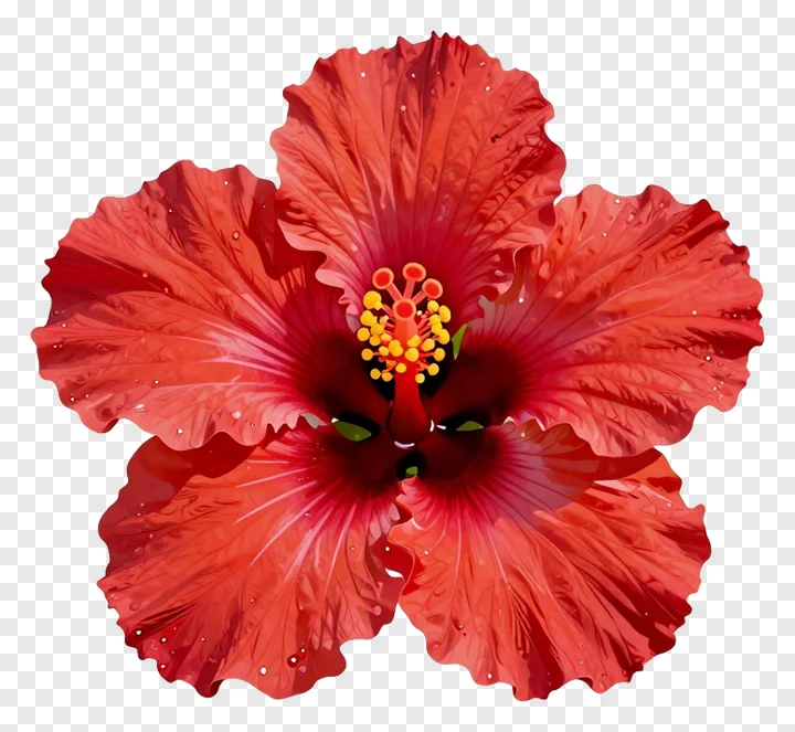 A red hibiscus flower with a yellow stamen cluster.