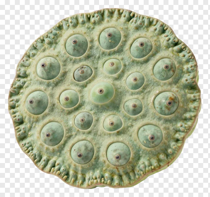 Ceramic lotus seed pod with green glaze and seed cavities.
