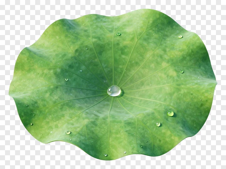 A green lotus leaf with water droplets.