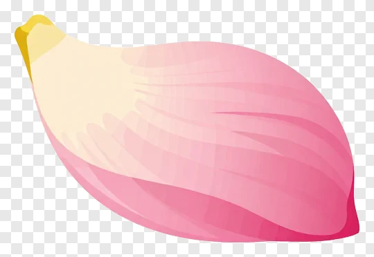 A pink lotus petal falling slowly.