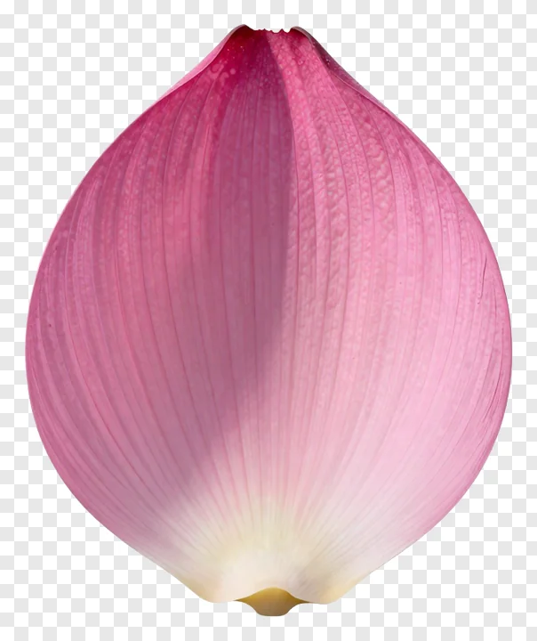 Pink lotus petal with torn edge