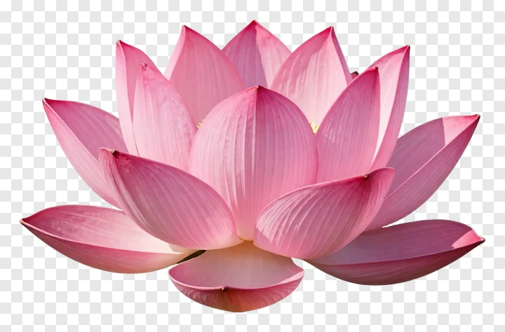 A pink lotus flower with layered petals.