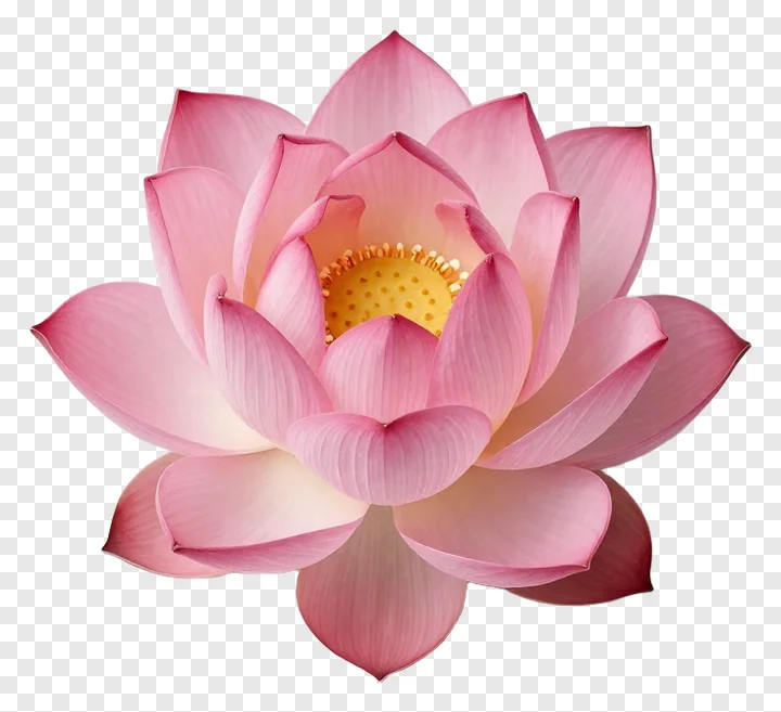 A pink lotus flower with gradient petals.