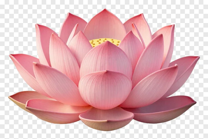 A pink lotus flower with a yellow center.