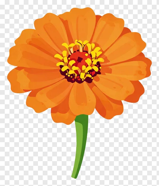 An orange zinnia flower in bloom.
