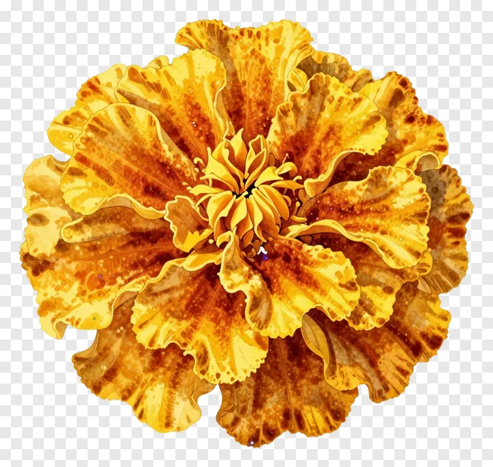 A close-up of a marigold flower with textured, ruffled petals.