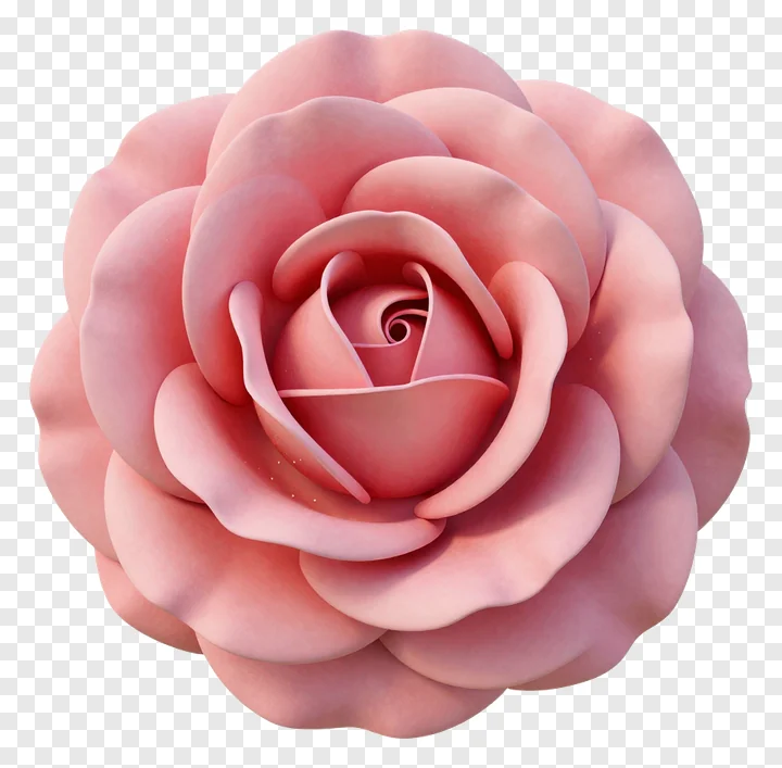 Top view of a pink rose with layered petals.