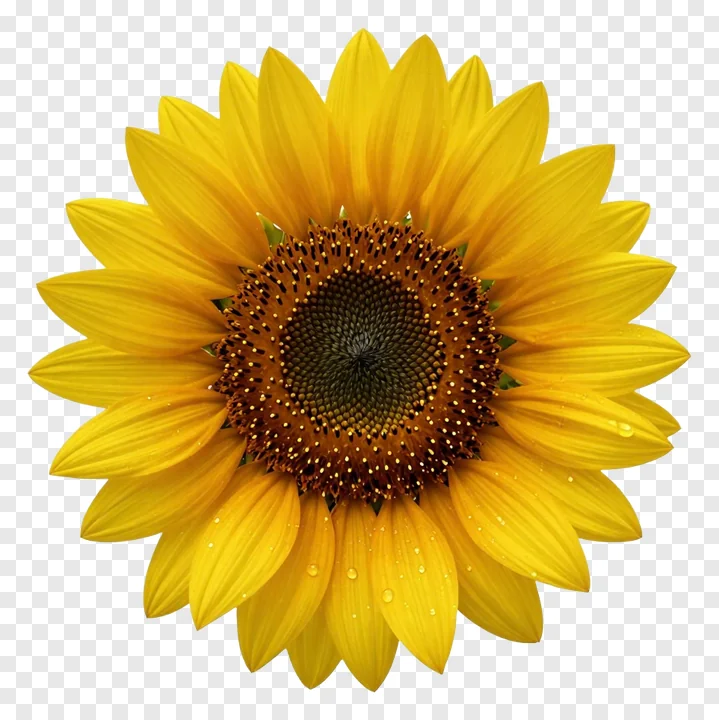 A sunflower with dew drops on its petals.